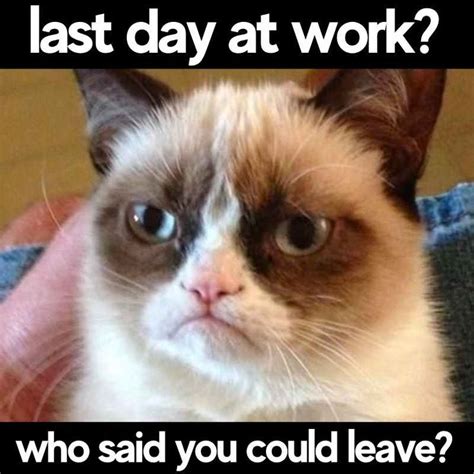 cat leaving work meme|grumpy cat memes funny work.